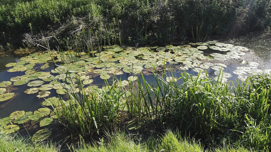 Walking local paths was often a relief. Sometimes it was just fucking weird...