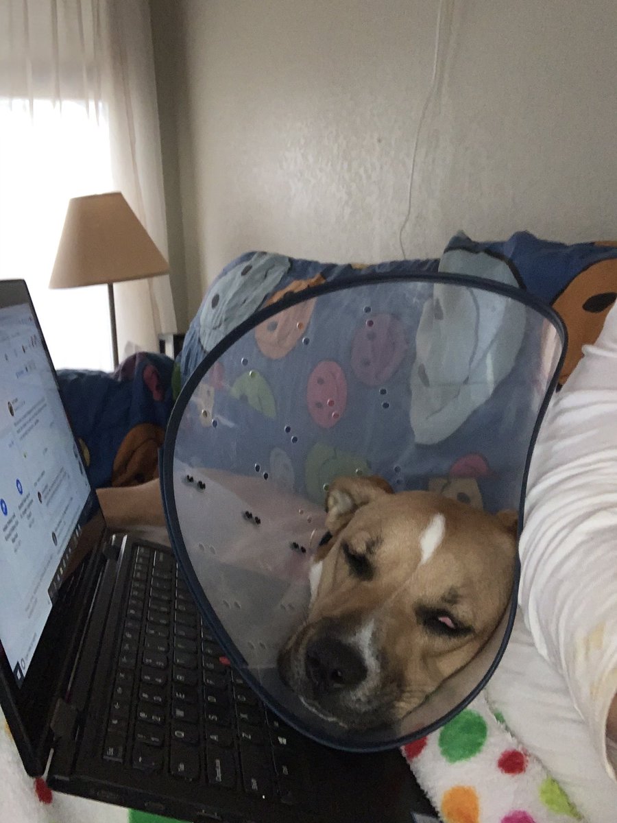 stgmartinez's tweet photo. Finally got motivated to open my computer and this sweet girl recovering from surgery yesterday had another idea. Looks like it’s a cuddle on the couch day. #workwillwait https://t.co/ltc2gJz7xb