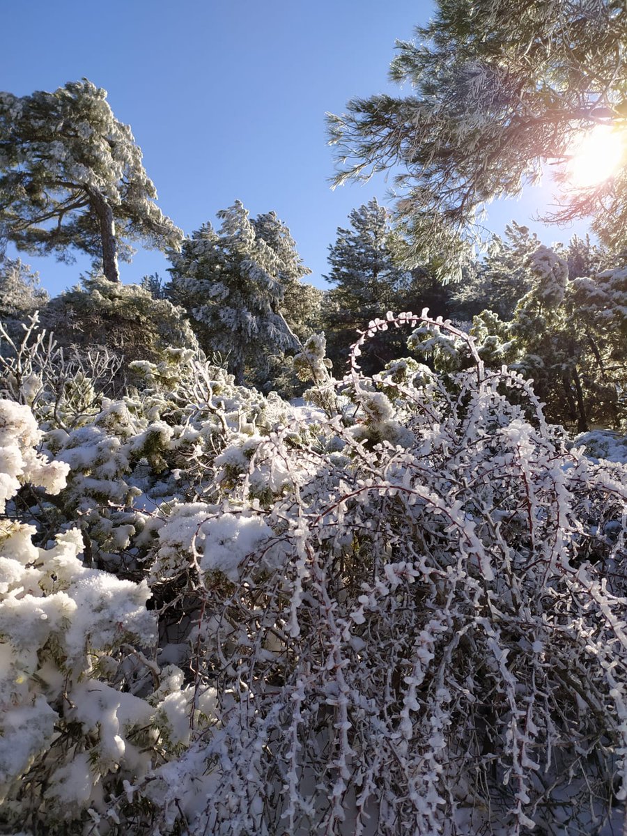 cladoniap's tweet photo. Sierra de Alcaraz, Albacete https://t.co/L8XtuGkHDZ