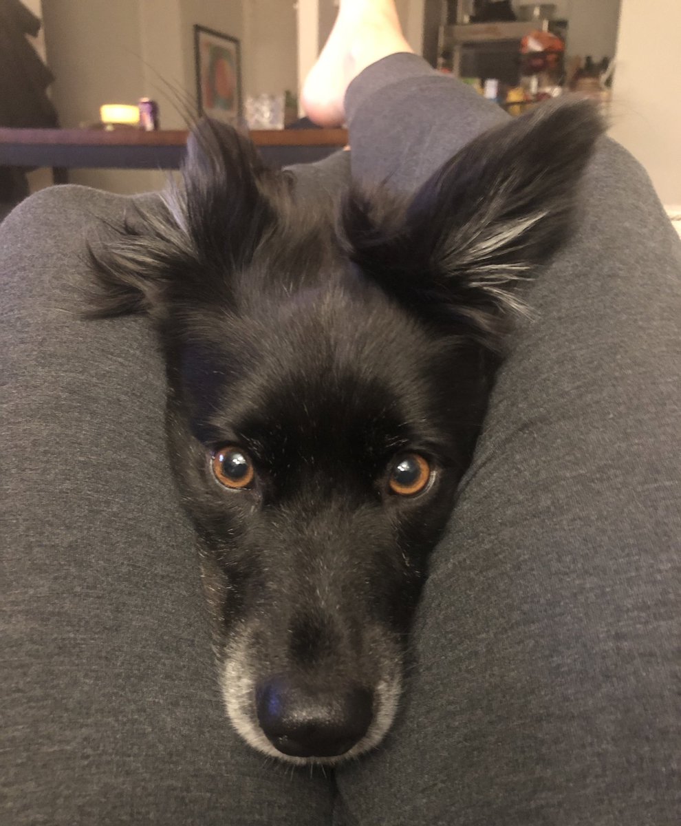 Grateful for  @SocialTeesNYC and all the organizations that rescue animals. I spent more time with my best friend Murphy than I had his entire life, and if that’s not a 2020 silver lining, I don’t know what is.