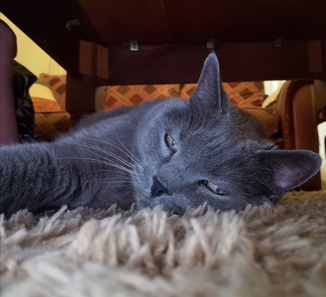 My_GenX_Life's tweet photo. Just had a great chat with this guy. Things we discussed:

1) Whether or not he's a good boy
2) The conclusion that he is, in fact, a good boy
3) The fact that he's a loveable bundle of floof 

#nermel #russianblue #CatsOfTwitter #catsofsouthafrica  #bionicwatermelon https://t.co/BeDQF7IpY1