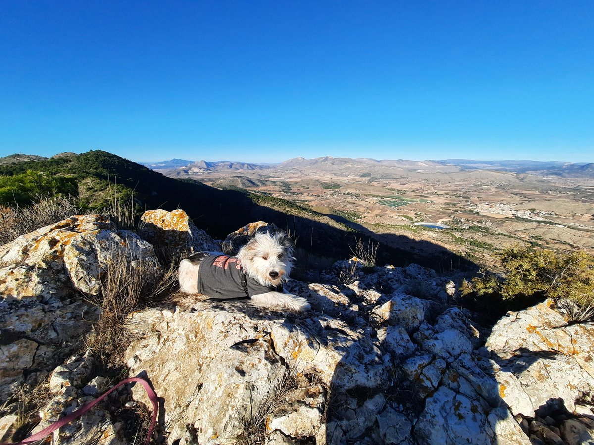 Jagger_2014's tweet photo. Hola amigos 🐵🐕🐴🐆🐷
Hoy ha sido mi última #Trail del 2020 ⛰ 😉 por mi sierra.He visitado el belén junto a mi compañero @DjMuela 😊 Espero que paséis buena noche amigos y #felizanonuevo2021 
#Crevillente #Perro #CrestadoChino https://t.co/xBgwxEAYyg