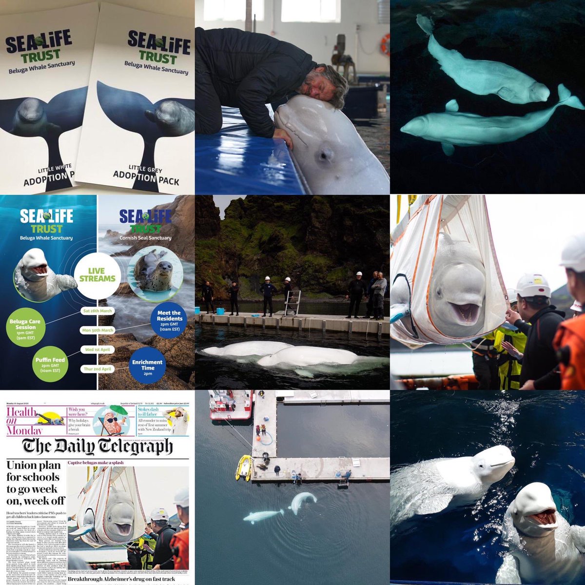 Beluga Whale Sanctuary tweet media