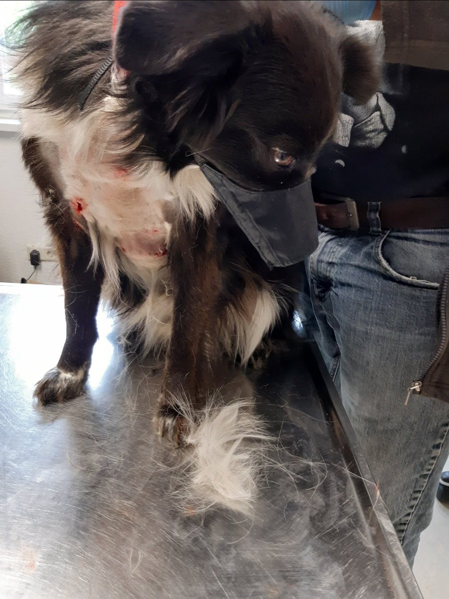 Bobby was attacked by 3 large dogs and we thought our world had ended. Local - and Twitter - friends came to our rescue though. Can't thank you all enough for the support