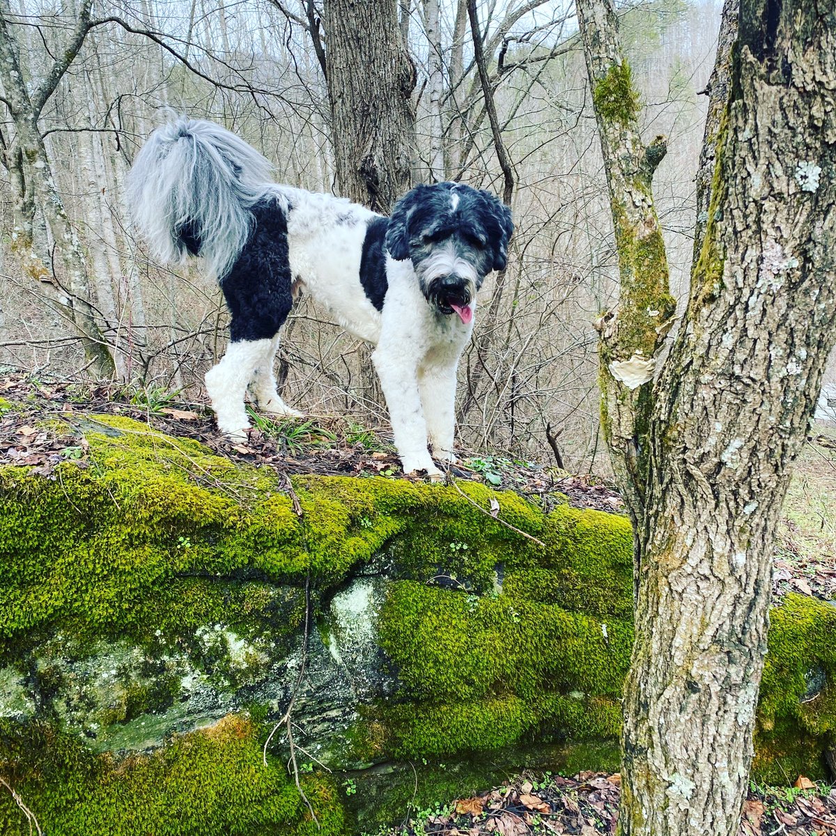Army_Schnoodle's tweet photo. Great hike over the mountain today followed by a swim in the river!  #knoxthewonderdog https://t.co/lJInJqblui