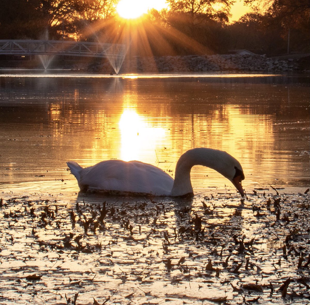 mbaxter091's tweet photo. #my20from2020 Morning swim. #sunrisephotography #sunrise #sunrisephoto #park #troyil https://t.co/wQNMlX8rS0