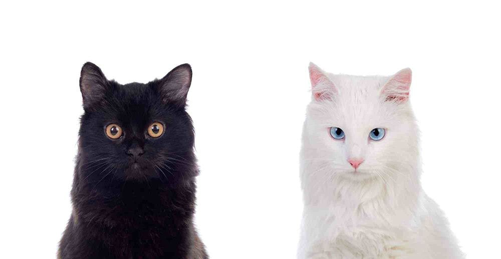 Eqlpy07UYAADbxD?format=jpg&name=medium