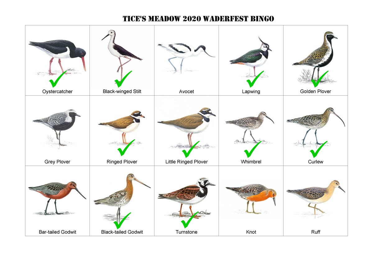 TicesMeadow's tweet photo. We recorded 19 species of wader on site in 2020, of the 30 species ever recorded on site.
A couple of surprising omissions, but definitely a #waderfest autumn passage. https://t.co/MLDwwWsi4h