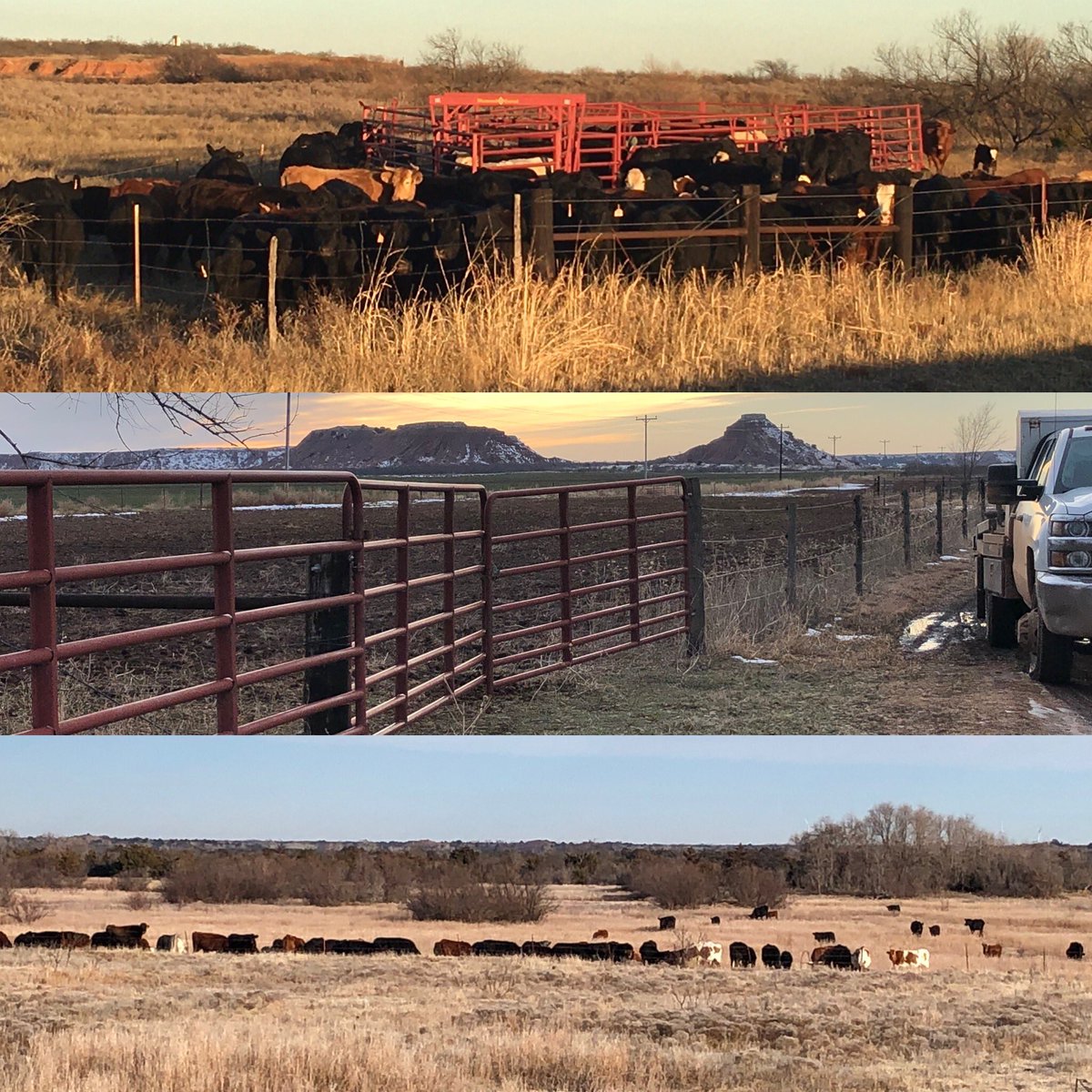 cymoo1's tweet photo. Gate view & down to the #CimarronRiver bottom feeding on development track while muddy ground was frozen this morning. Great grass cover, 70 brush piles not in view waiting 2 be pushed & burnt. Upper #BarneyCreek gathering & cutting calves during week. Eve 2021 #RanchLife🙏🐎🗽🇺🇸 https://t.co/KEWb4oKGl4