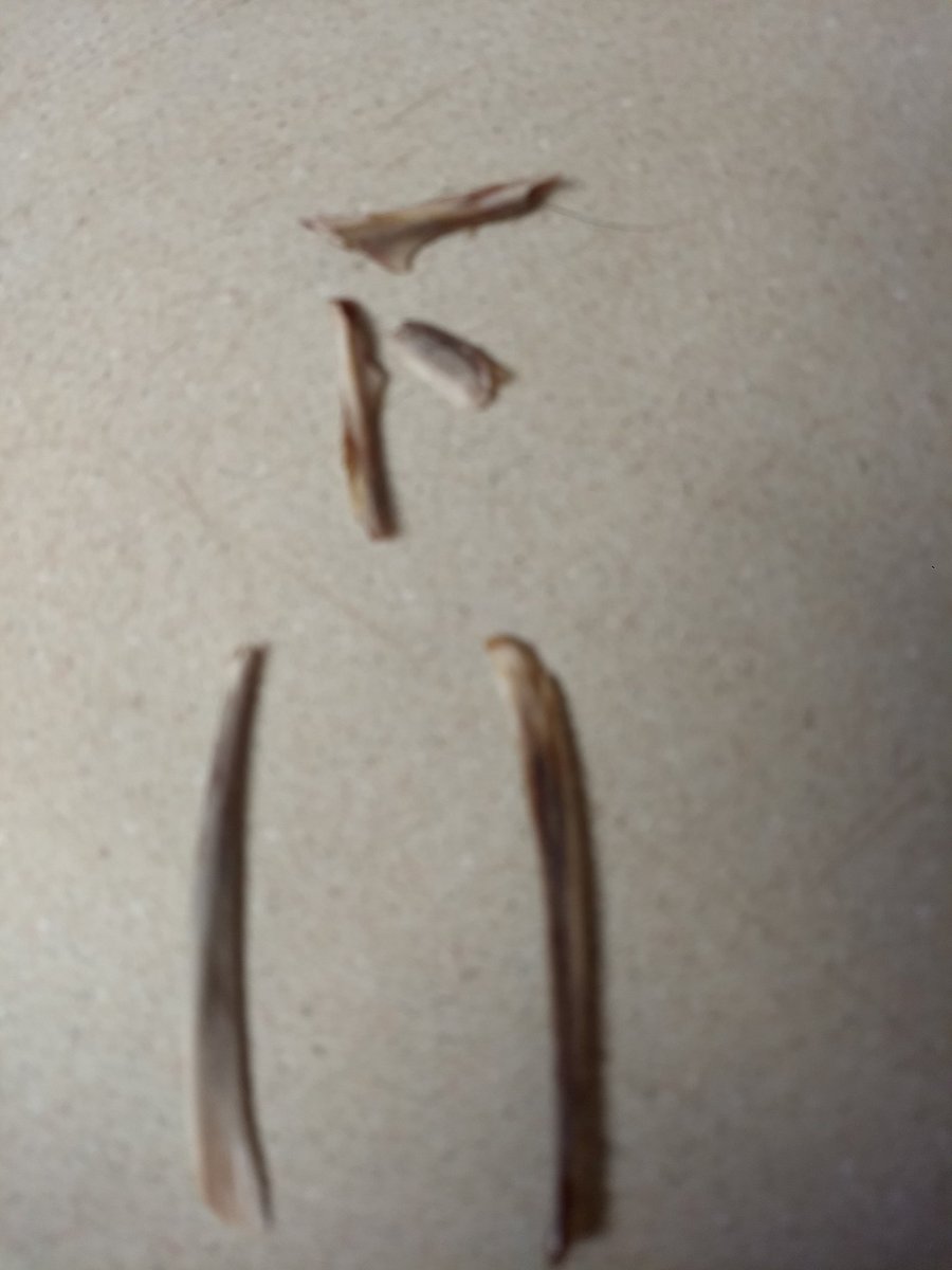 jalymi83's tweet photo. This is what happens when you split a wishbone in 2020...nobody wins. We were both left with a single straight side and the center split and flew across the kitchen floor🙄 https://t.co/xPGVgTqz2p