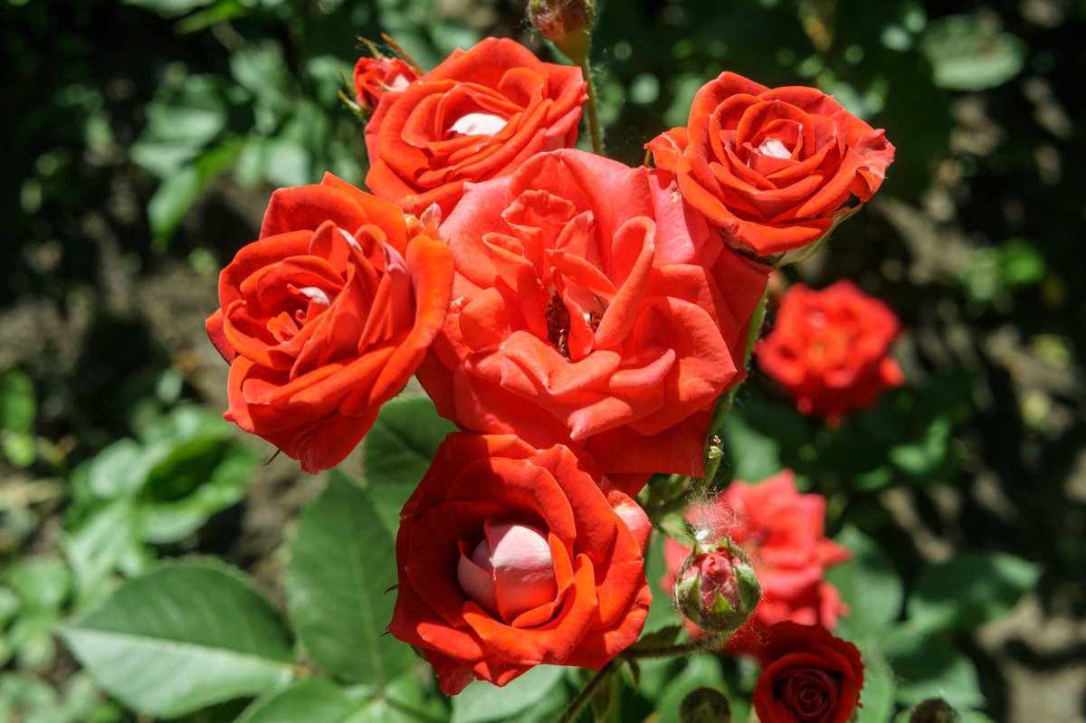 Edvvard1's tweet image. Дорогие друзья! Желаю Вам в наступающем году крепкого здоровья, счастья, терпения, уверенности в своих силах и исполнения самых сокровенных желаний!