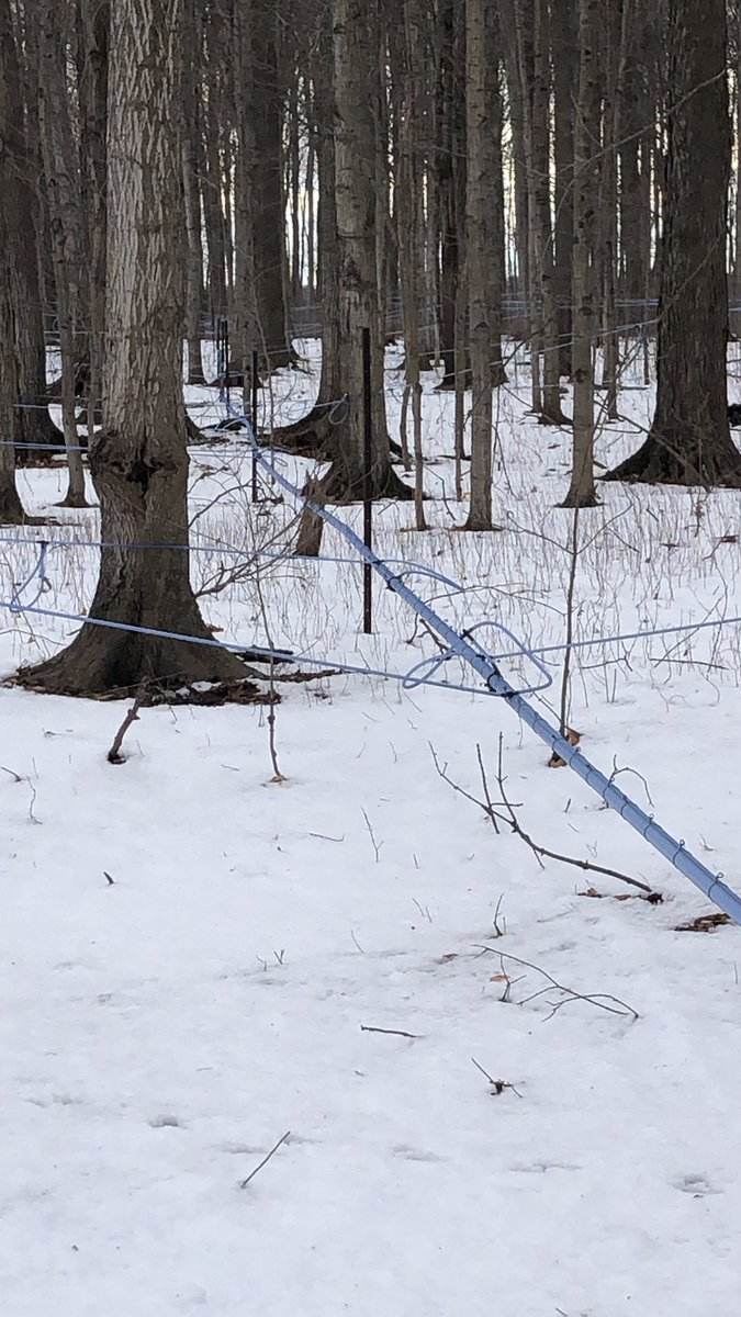 Rolling Ridge Maple tweet media