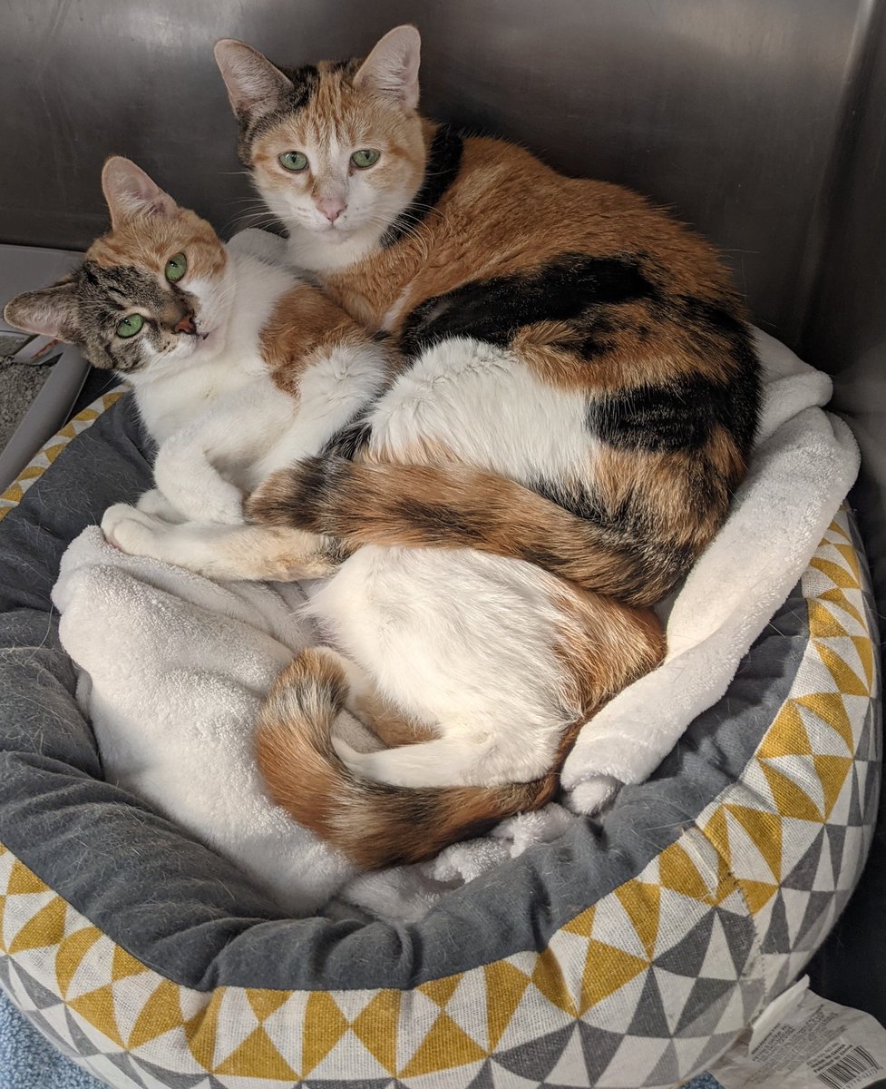 HumaneSocietyLM's tweet image. Hi there! We are Blitz and Spaz, a bonded pair of 8 year old sisters looking for a loving home with room for two! We can be a little shy at first, but we are very sweet once we come out of our shells.