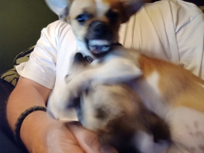 Lockdown began to get to the dogs just as was with everybody else...