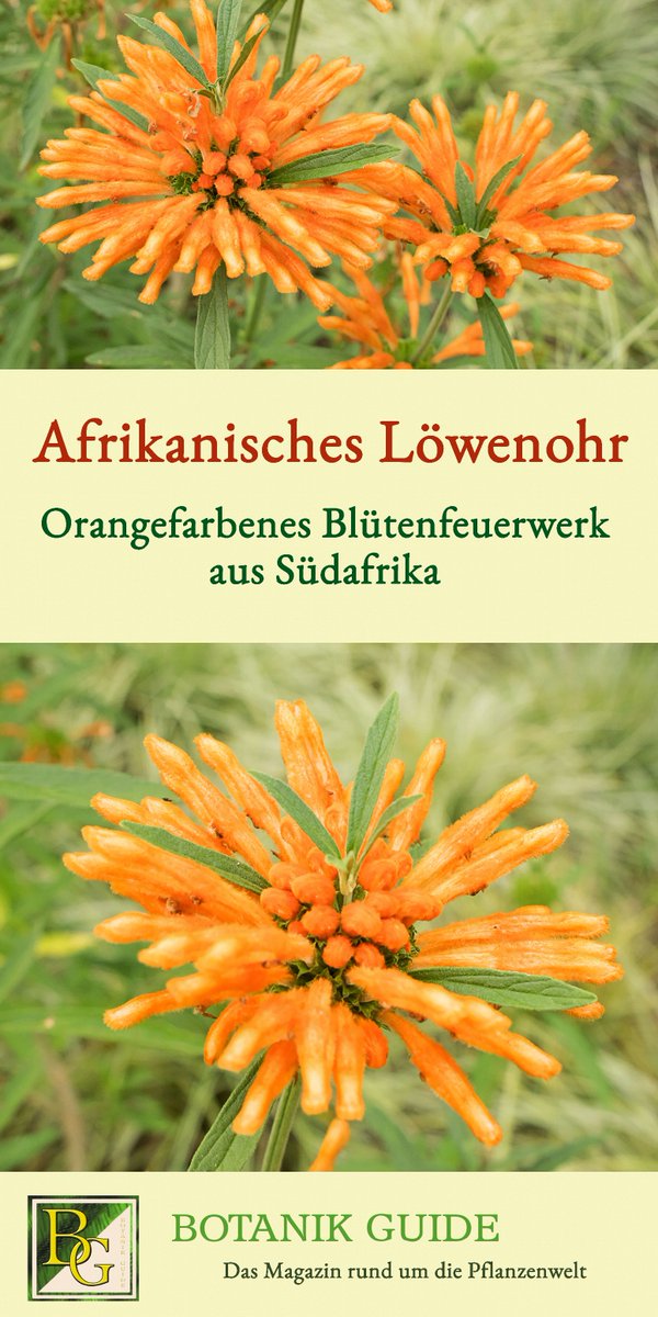 🌿Die Blüten des Afrikanischen Löwenohrs erinnern an ein Feuerwerk! Mehr über die hübsche Pflanze im neusten Beitrag: botanikguide.de/afrikanisches-…

🍀Botanik Guide wünscht einen guten Rutsch in ein frohes und glückliches neues Jahr! 🎉🍾

#GoodBye2020 #Silvester2020 #Garten #Silvester