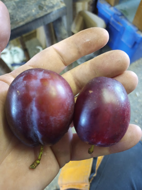 Although I did manage to find some gatepost plums...