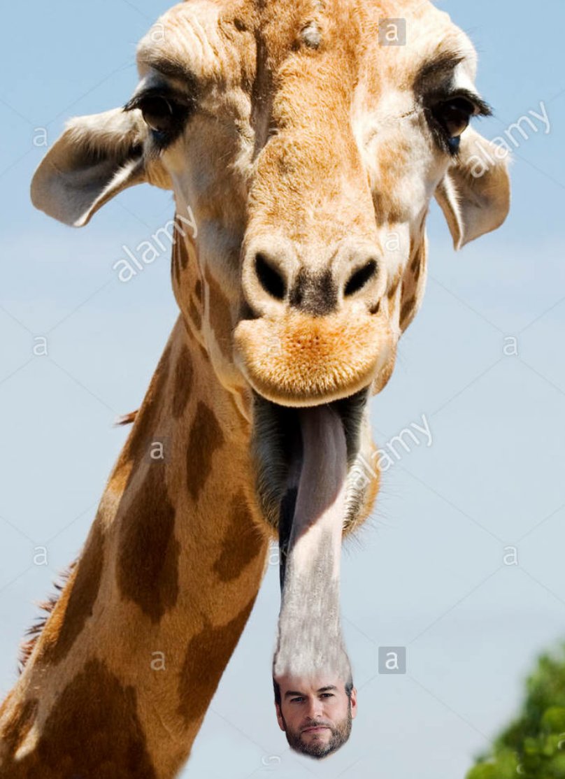 I do like the giraffe ones.