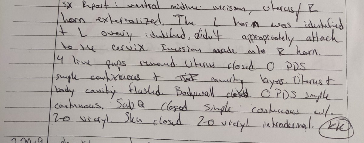 It gets better!! In 2018, a c-section was done on the same bitch and revealed a similar condition in the uterus, though the opposite horn was gravid that time. I've included my surgery report as well for comparison.