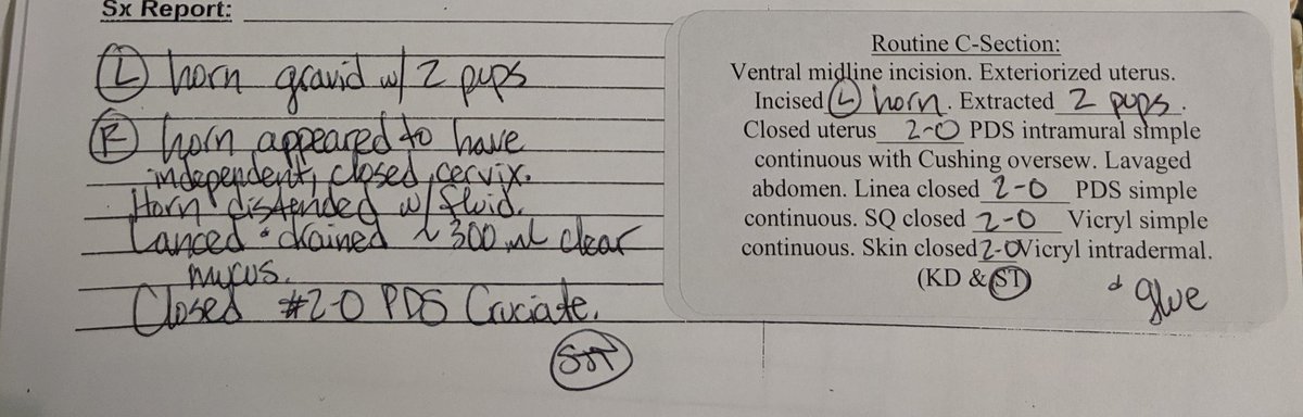 It gets better!! In 2018, a c-section was done on the same bitch and revealed a similar condition in the uterus, though the opposite horn was gravid that time. I've included my surgery report as well for comparison.