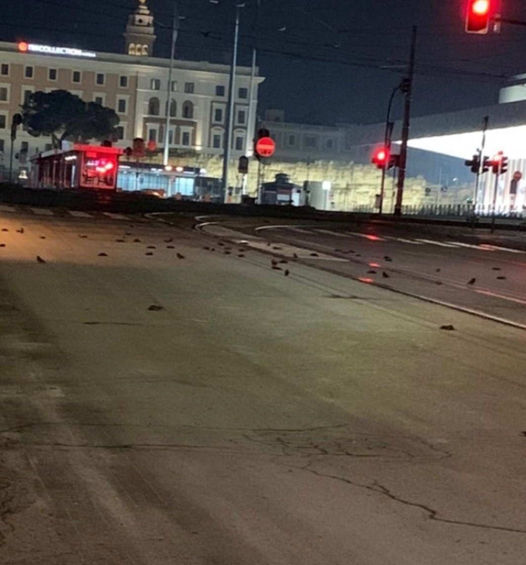 Havai fişekler kutlamalar için güzel görüntüler oluştursa da canlı hayatından önemli değil. Roma'da onlarca kuş havai fişekler nedeniyle hayatını kaybetti. Bir "eğlenceden" geriye kalan o korkunç görüntüler durumun ciddiyetini gözler önüne seriyor: