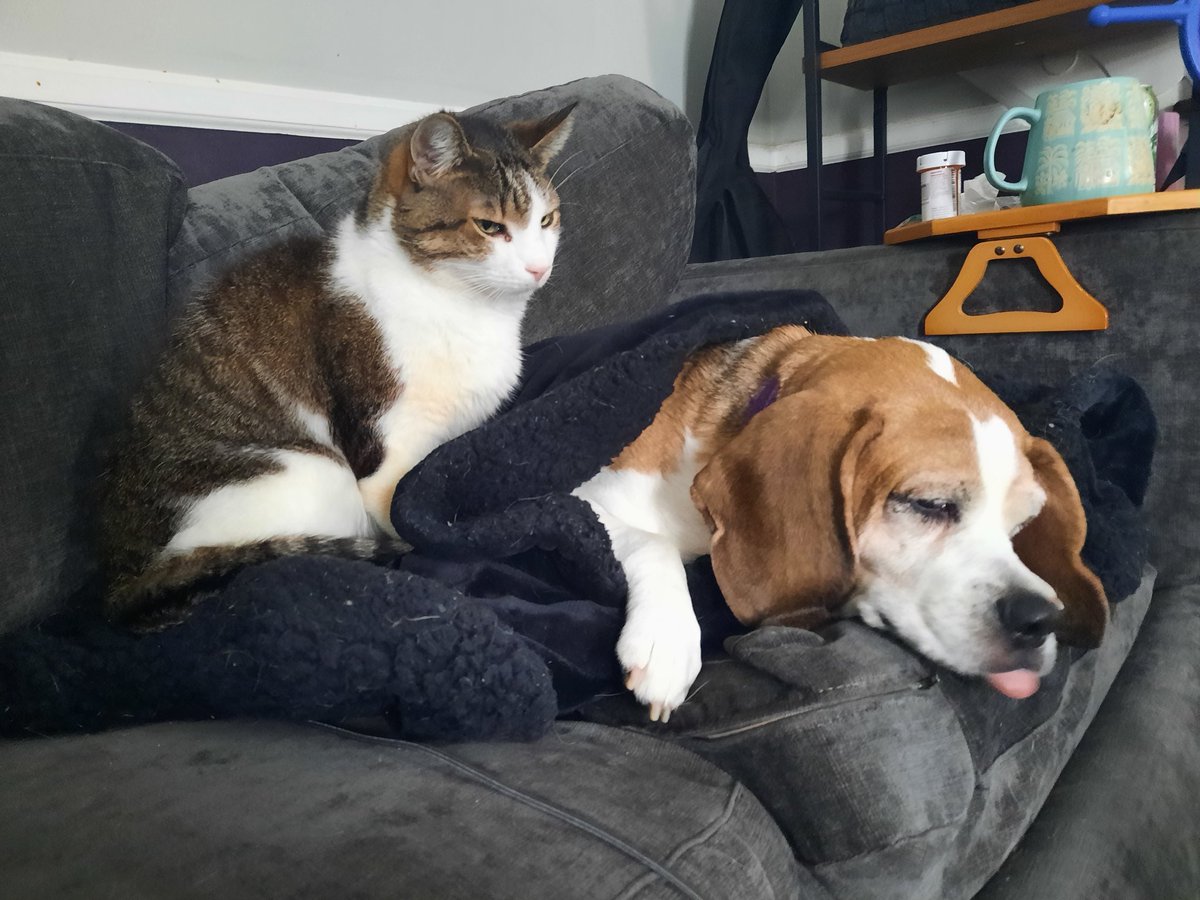 December i enjoyed snow, started learning how to let cats cuddle me, and learned i have arthritis which is OKAY and normal