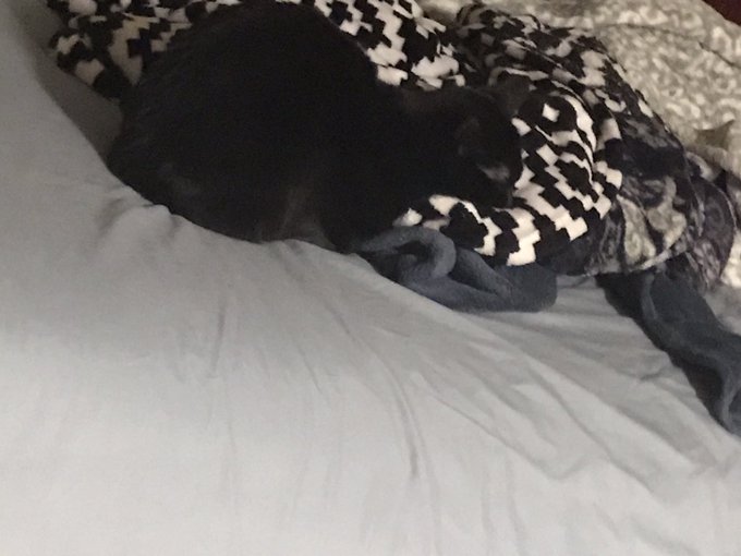 @justcaem My cat is a cuddle bug that loves soft blankets more than I do. Such a sweetheart https://t<a class="tags" target="_blank" title="On Twitter" href="/?out=eyJ0eXAiOiJKV1QiLCJhbGciOiJIUzUxMiJ9.eyJpYXQiOjE3MjYyMDkwMzQsImlzcyI6InR3cG9ybnN0YXJzLmNvbSIsIm5iZiI6MTcyNjIwOTAzNCwiZXhwIjoxNzU3NzQ1MDM0LCJyZWRpcmVjdF91cmwiOiJodHRwczovL3R3aXR0ZXIuY29tL2p1c3RjYWVtIn0.aoj0C-7kk6RDC5-rid1LZmu39hyQ1xUtip0uUS4gPApJdaYBTKpPpOqJO1kMW6gooYs8GdydfPCFE6j_htFCBQ">@justcaem</a><a href="/tag/punkrock"class="tags"><span>#punkrock</span></a><a href="/tag/blm"class="tags"><span>#blm</span></a><a href="/tag/breonnataylor"class="tags"><span>#breonnataylor</span></a><a href="/tag/fuckthepatrarc"class="tags"><span>#fuckthepatrarc</span></a>