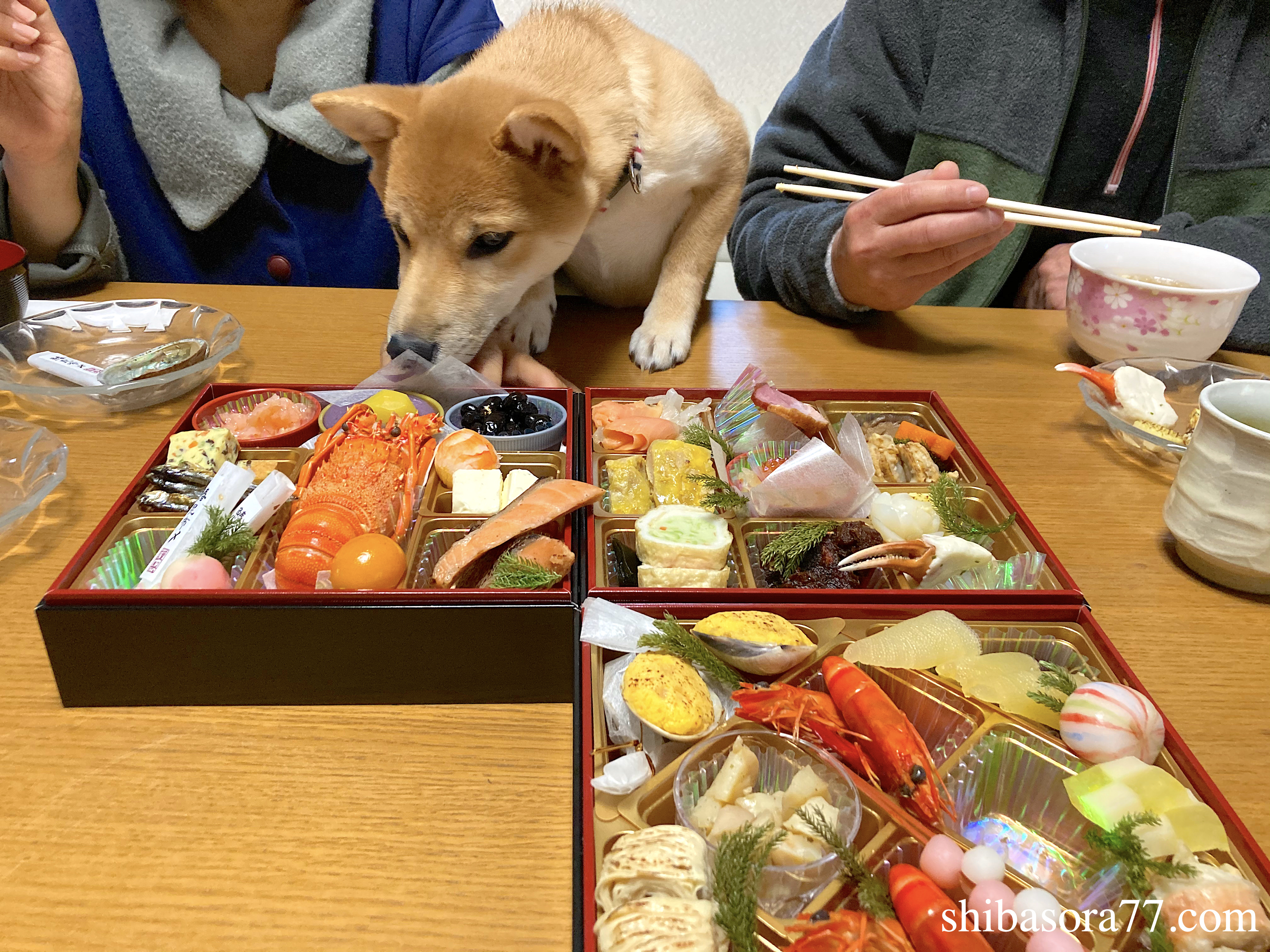 柴犬そら豆の部屋 Shibasora77 Twitter