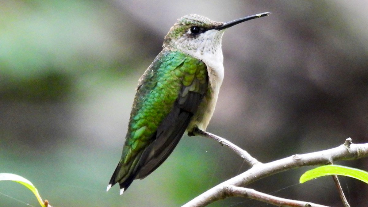 Ruby-throated Hummingbird,  @CentralParkNYC, September. Mesmerising to watch these little beauties zip between flowers and mindblowing that a bird that weighs less than a nickel can migrate from NYC to Mexico . 6/14