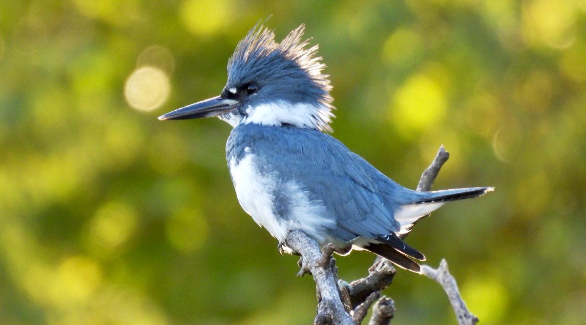 Belted Kingfisher,  @randallsisland, October. I have loved getting to know the routines of my local kingfishers: coming across them as they go about their daily rounds feels like greeting a friend you bump into regularly on the street. Patch birding can be a wonderful thing. 10/14