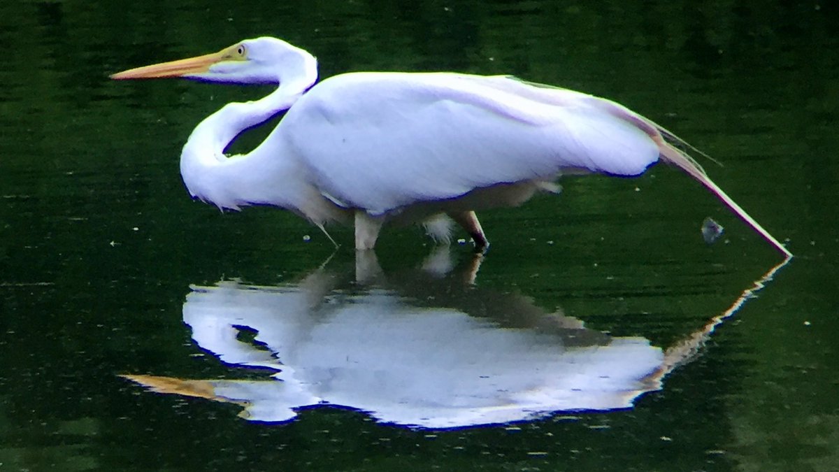Great Egret,  @CentralParkNYC, June. Loved watching this stunning bird stalk around the Pond fishing on summer evenings - deeply soothing after finishing yet another lonely day of working from home. 3/14