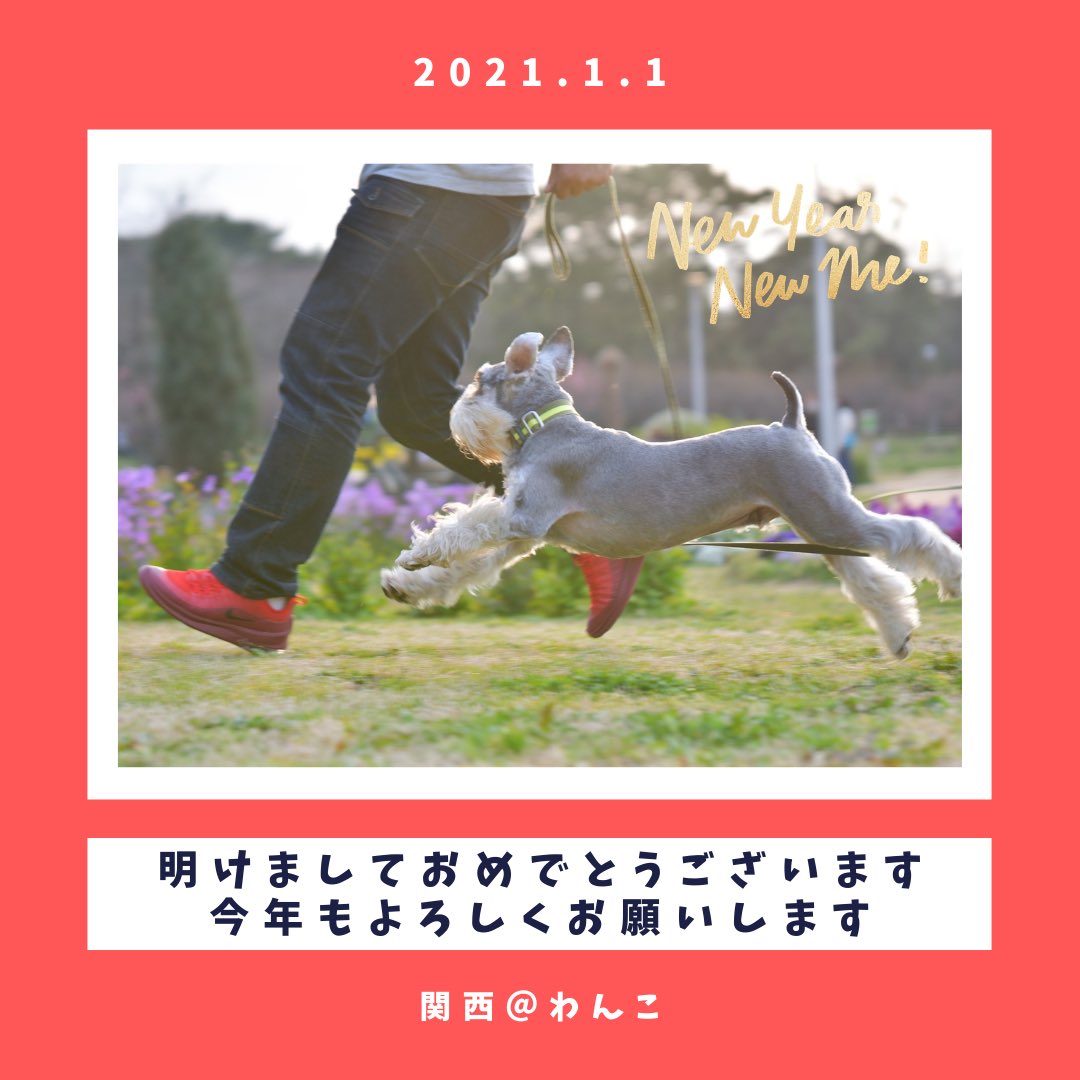 関西 わんこ Kansaiwanko Twitter