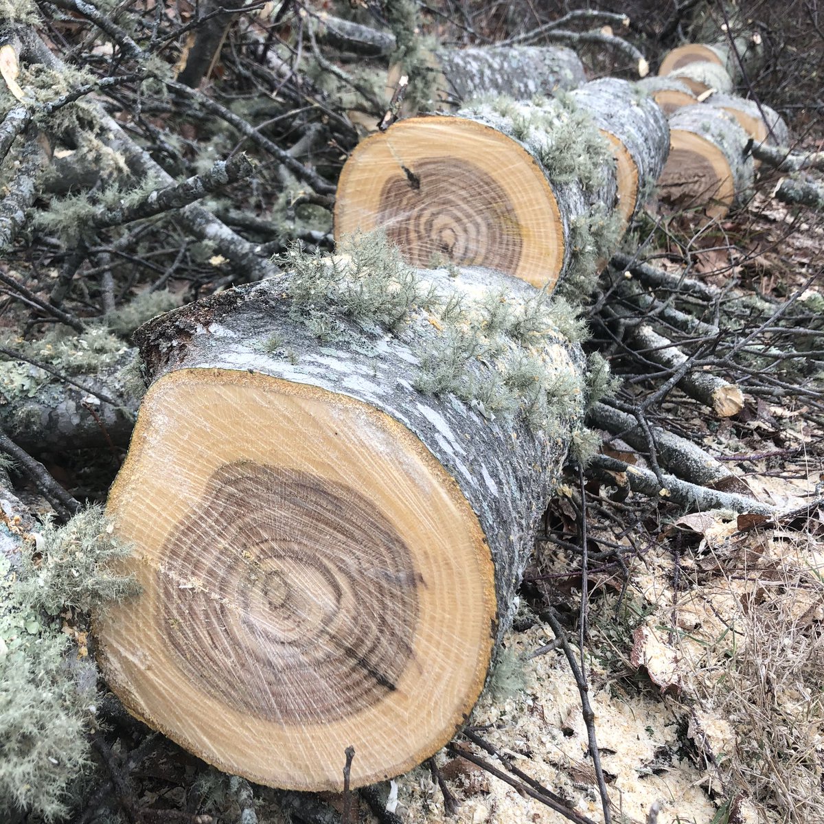cjchivers's tweet photo. add another ring and keep growing. #hny #chainsawdiary #thisyearslabornextyearswarmth #oak https://t.co/I1O9iC3tYc