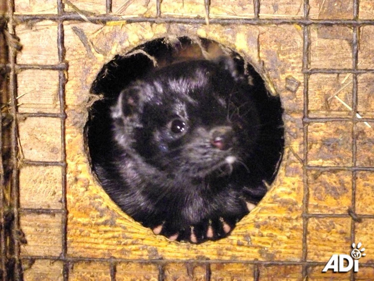 AnimalDefenders's tweet photo. #3 Magic moments 2020: THE COLLAPSING #FURTRADE. The general decline of this cruel industry continued: Stockholm Fashion Week & Nordstrom said #notofur & exotic animal skins, Versace & Prada dropped kangaroo leather & Kopenhagen Furs announced it is closing.
#fur #neverhumane https://t.co/ifjsR97cf7