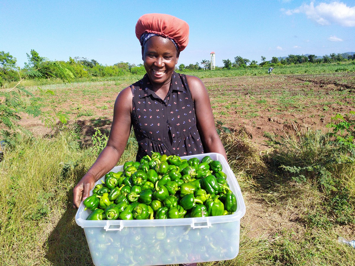 agrifaz's tweet photo. Midana, jeune ouvrière agricole, exhibant fièrement les poivrons qu'elle a récoltés sur la Ferme de @agrifaz.

#sécuritéalimentaire #agriculturefaimzéro #fermeagricole #limonade #haiti https://t.co/PrLDyZKO7h
