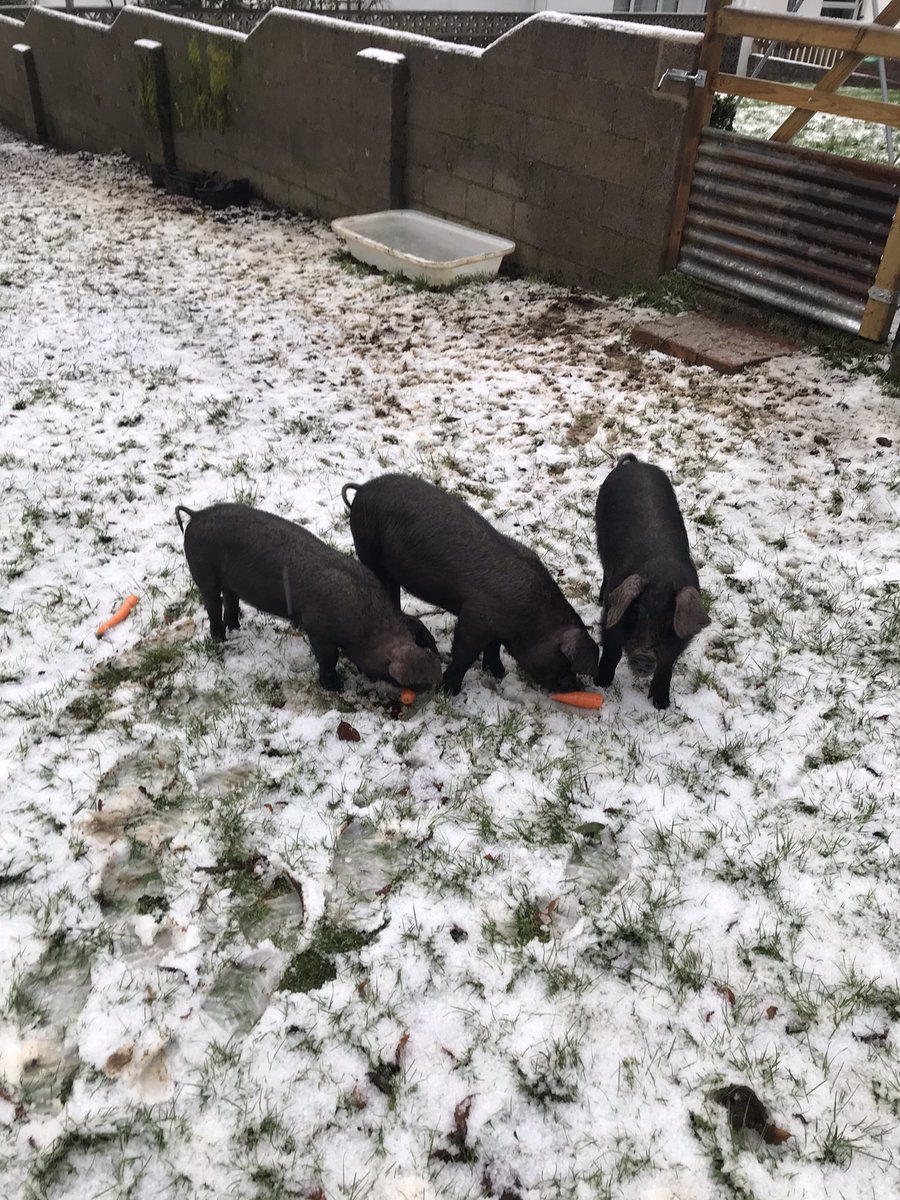 devon_hens's tweet image. Pigs didn’t seem to mind the snow today.