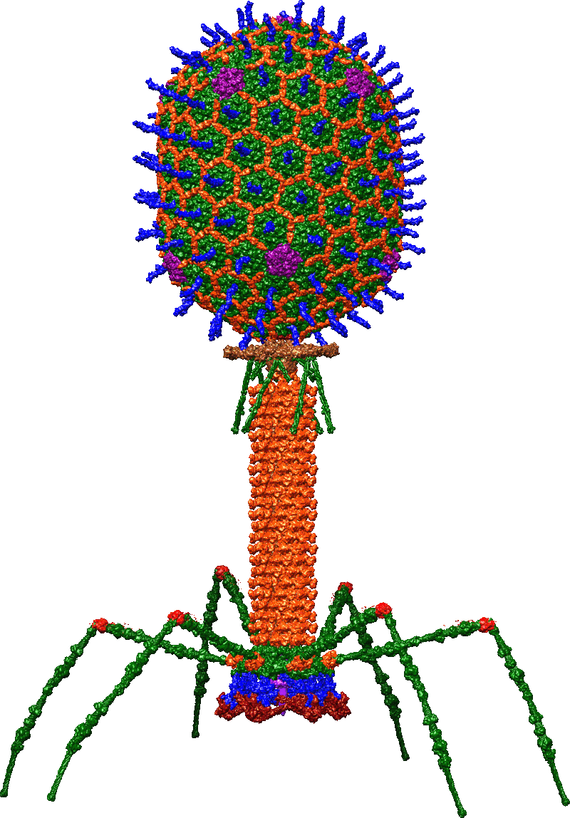 21. In general, viruses are incredibly cool looking. Here's the t4 phage.