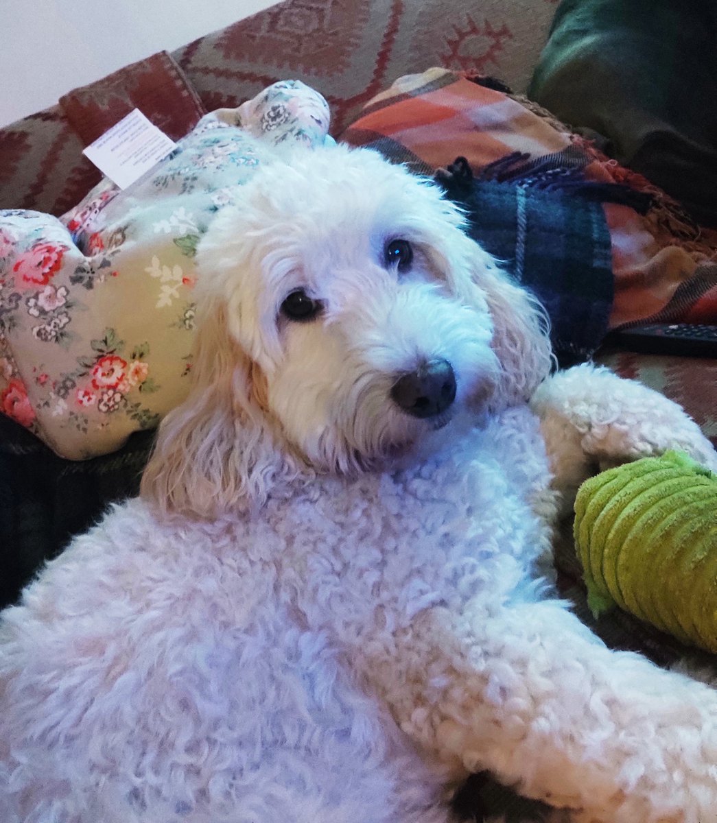 Dexter Dog chilling out watching #bbcbignightin on the sofa in Lechlade in the Cotswolds