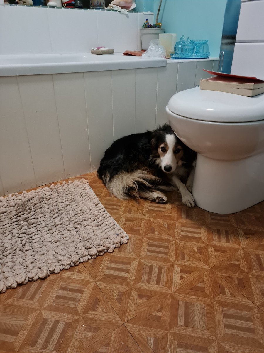 CandyBench's tweet image. The fire works have started and Daddy was in the bath so I came and hid hear. #collie #bordercollie #NewYearsEve #NewYear2021