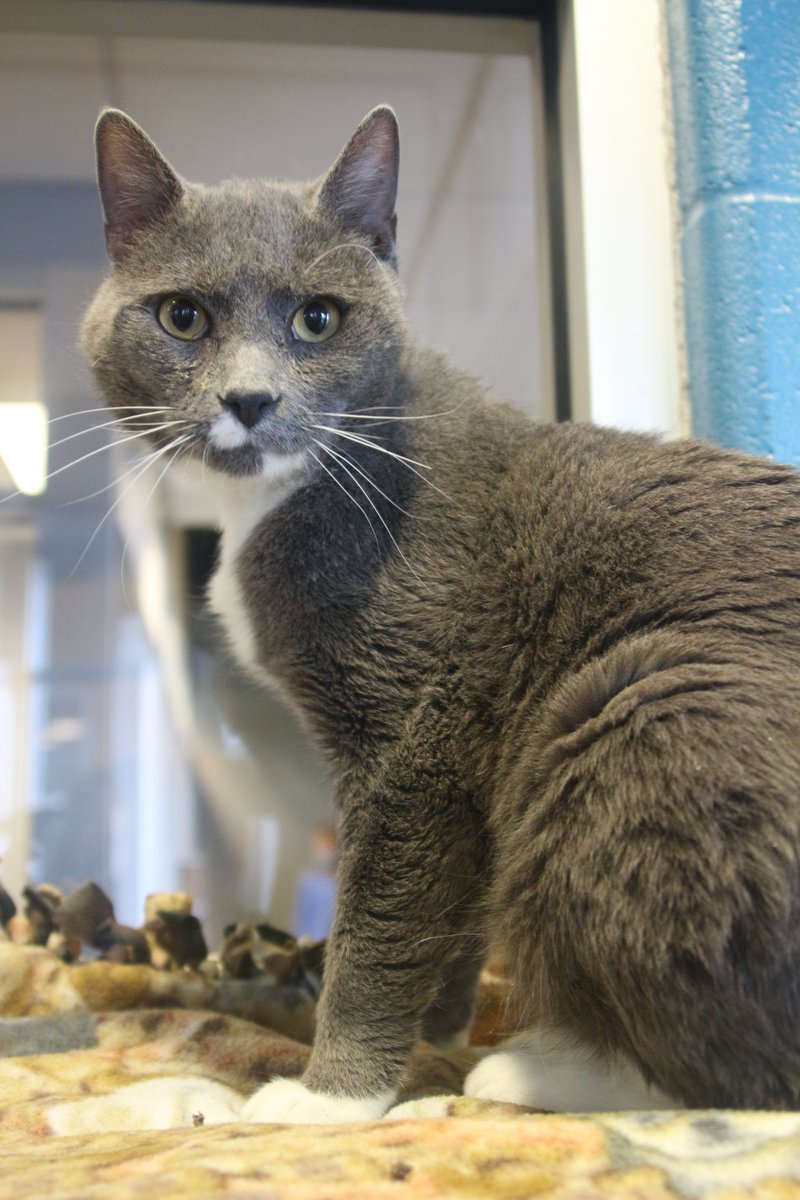 Kansas Humane Society tweet media