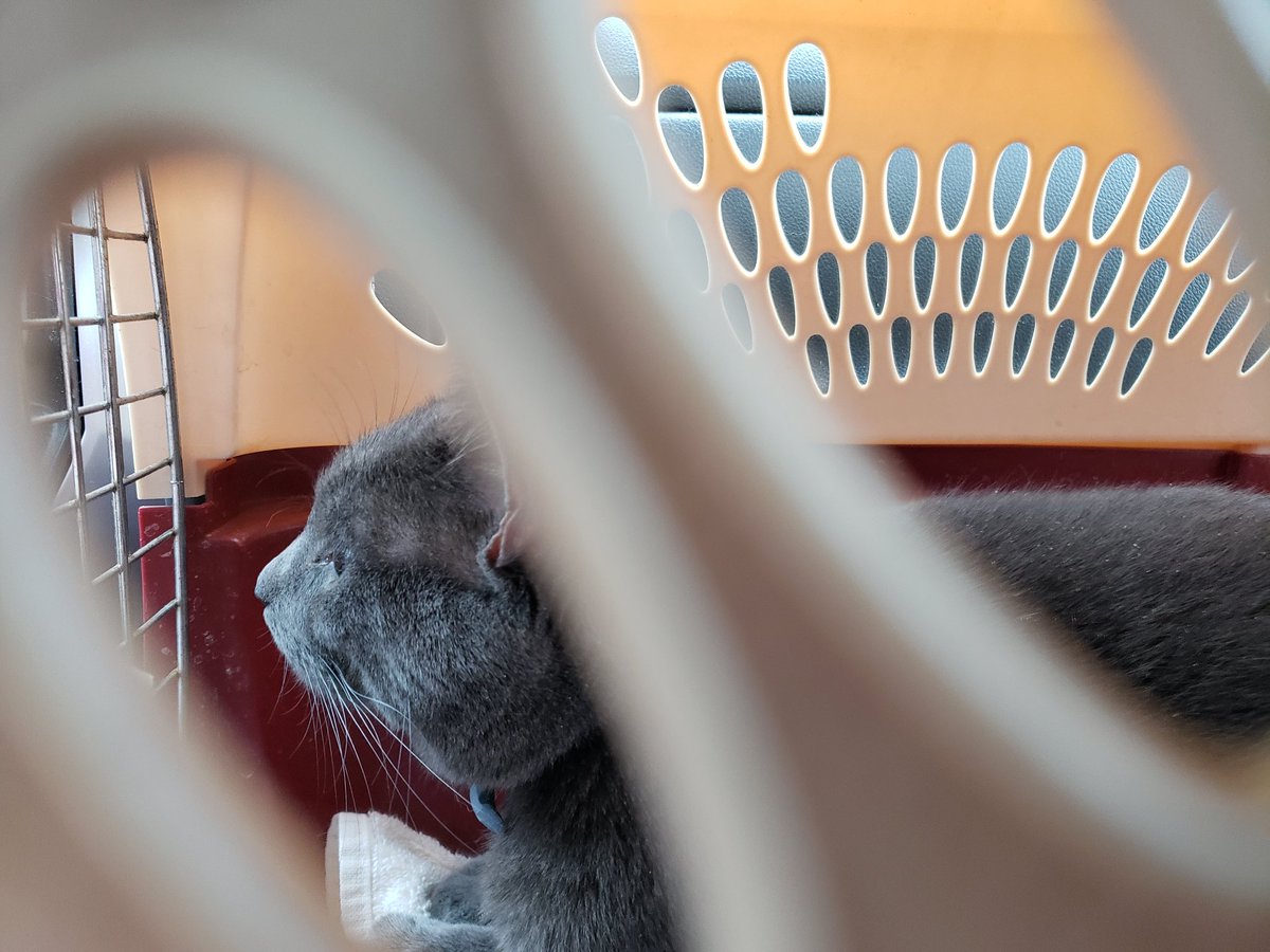 OoglieBean's tweet photo. Purring and waiting at the e-vet to be seen for a probable UTI. :(
#ChipBean #CatsOfTwitter https://t.co/RrvBShlvcA