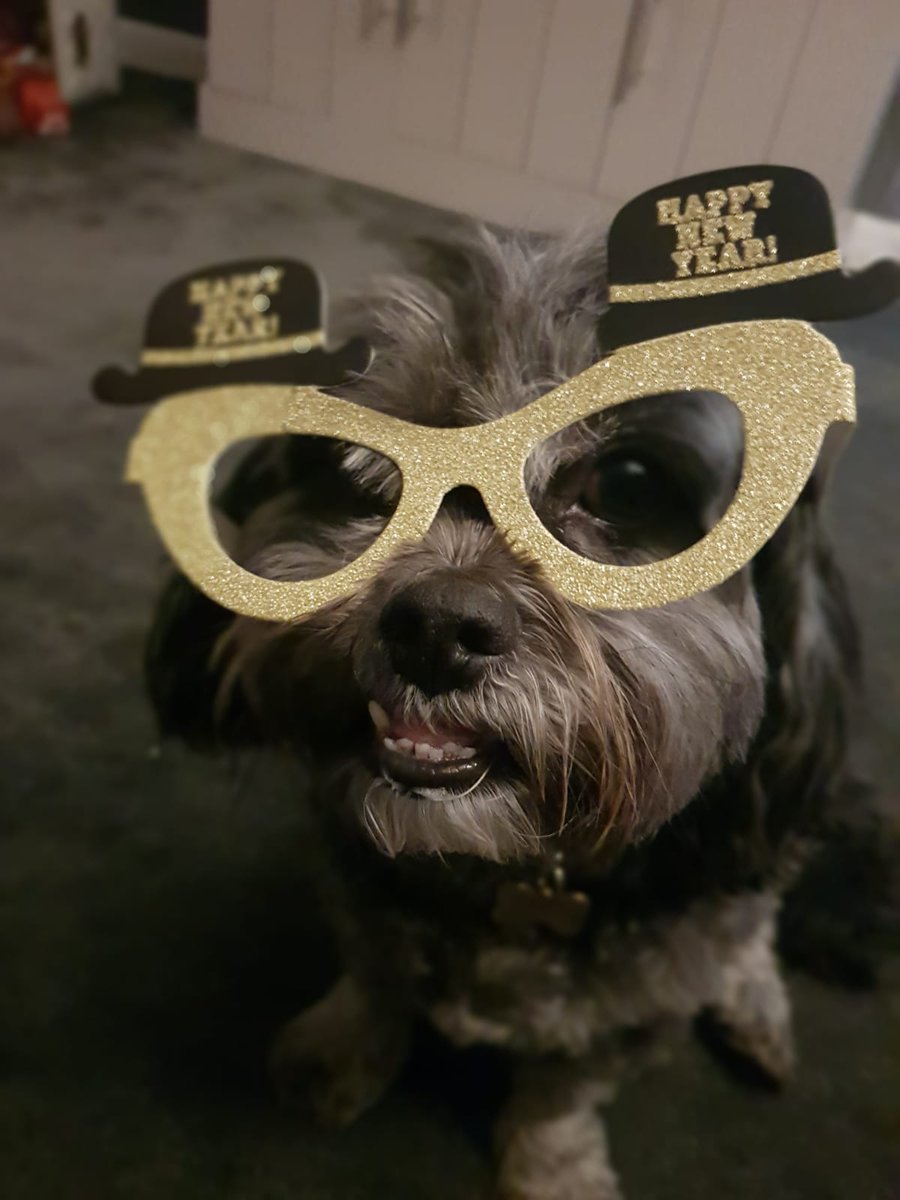 AndyW1982's tweet photo. Scruffy dog Paddy celebrating New Years eve from Andy and Fay
#bbcbignewyear https://t.co/poU0DhrhLs