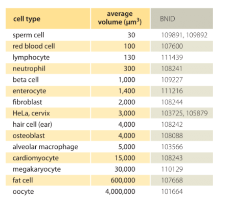 22. Utterly amazing range of variation in sizes of human cells - a factor of more than 100,000!It's incredible that all these things are called "cells". If I met a person 100,000 times larger than me, I'd think a new category was called for!