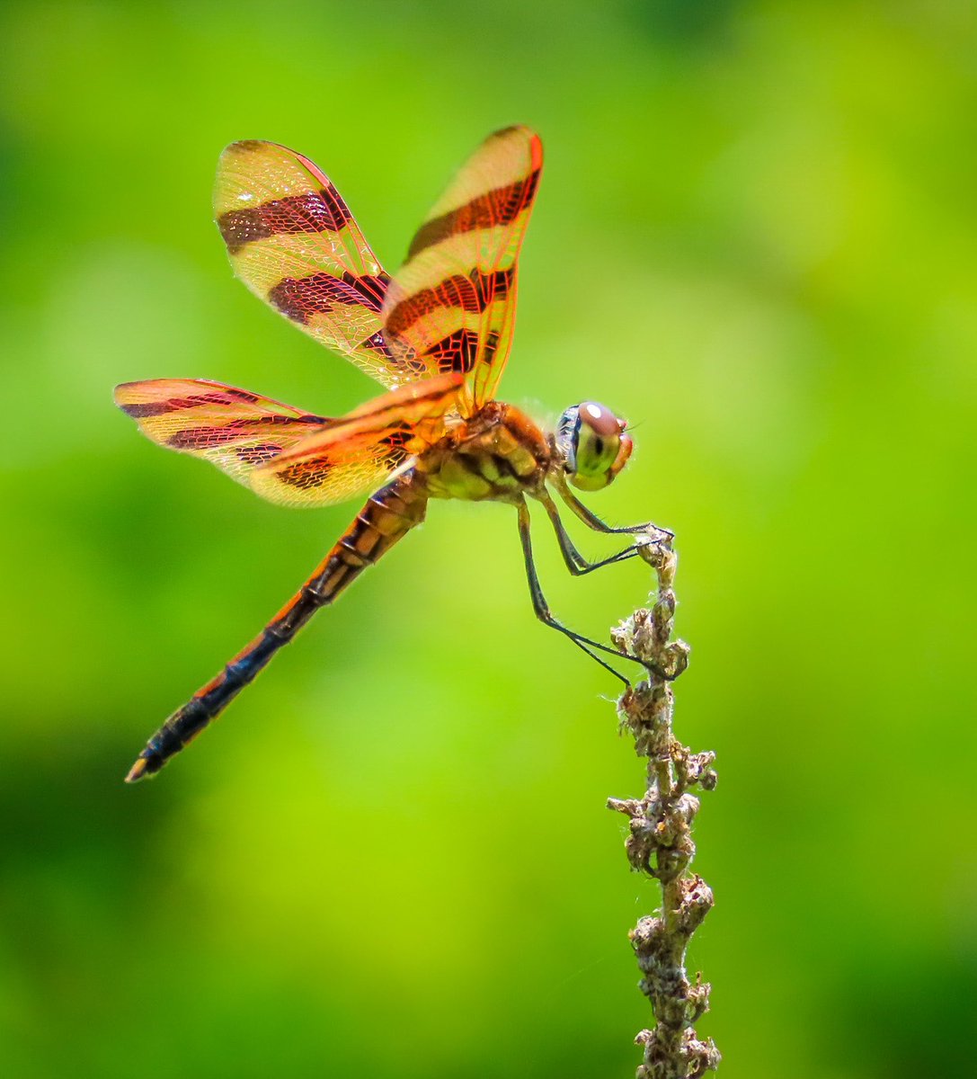 A few photos from some of my favorite wildlife encounters of 2020. Here’s to us all being able to get out and explore more in 2021! Clockwise from left: Eastern kingbird on nest, eastern box turtle, barred owl, and halloween pennant.