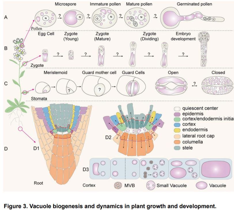 Plantae tweet media