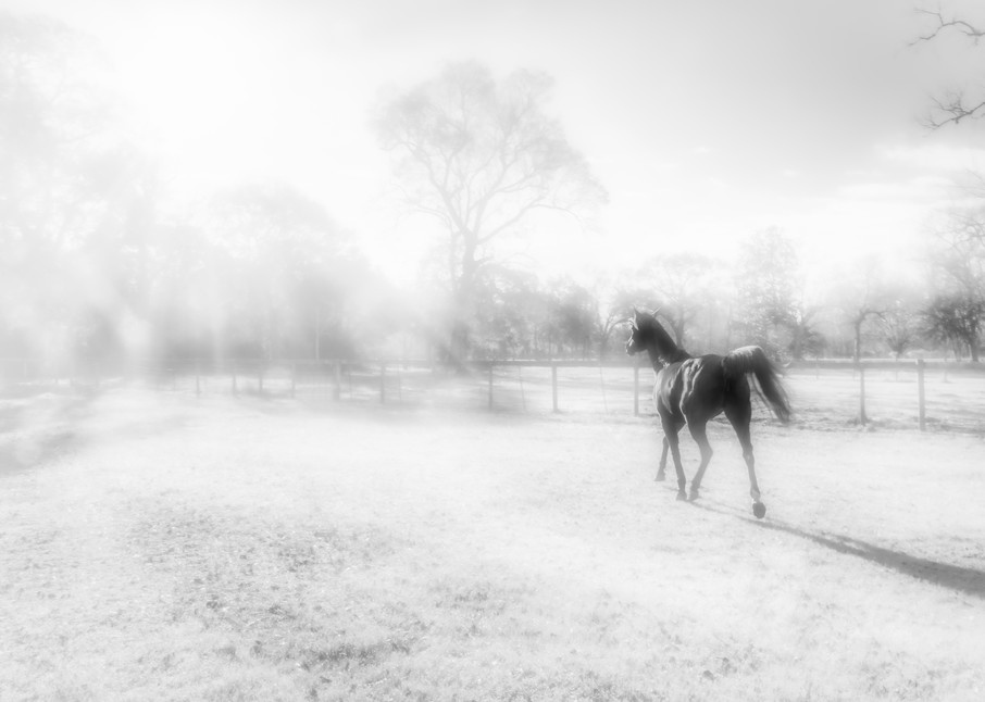 We are full of spirit as we face 2021. 

Prospects of a healthier New Year emanates from the corners of our own pastures.   We wish you a #Happy New Year!

#horsephoto #monochromephoto #monochromeart #blackhorse #horsepictures #FineArtPhotography

l8r.it/m6Zw