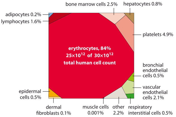 24. Fun to see human cell types broken down by number in the body. We're red blood cells (84%), platelets (4.9%), plus ~11% everything else. Of course, by mass would be a very different story!