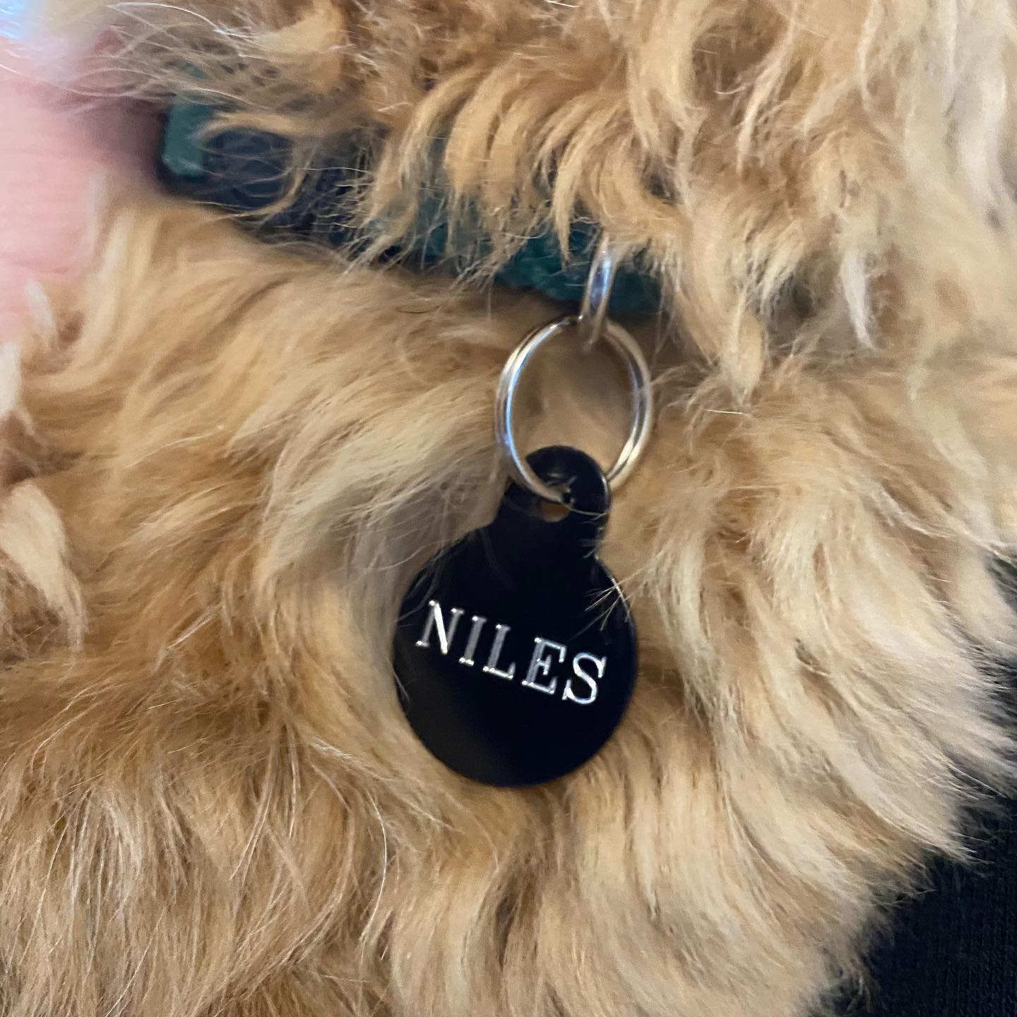 What Happened To Niles Dog