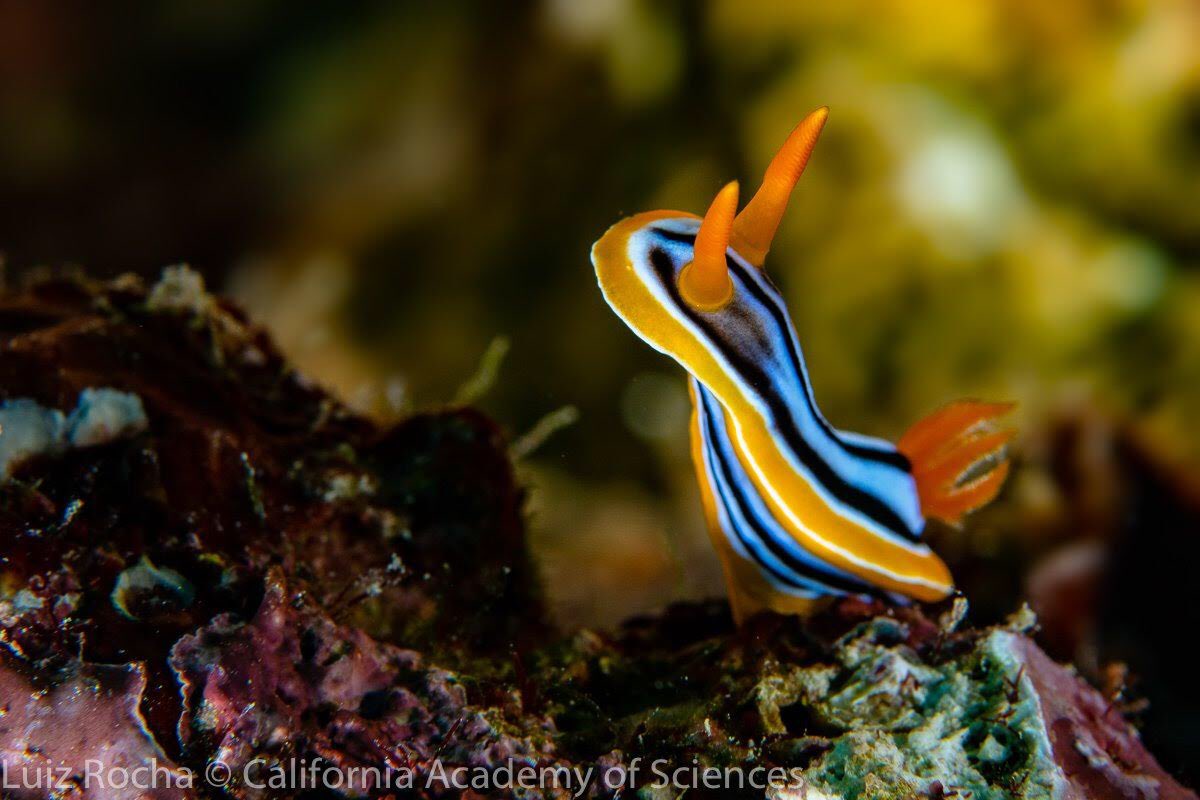 edmonton oilers as chromodoris quadricolor