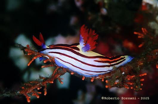 montréal canadiens as nembrotha aurea