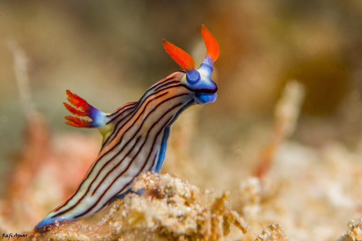 montréal canadiens as nembrotha aurea